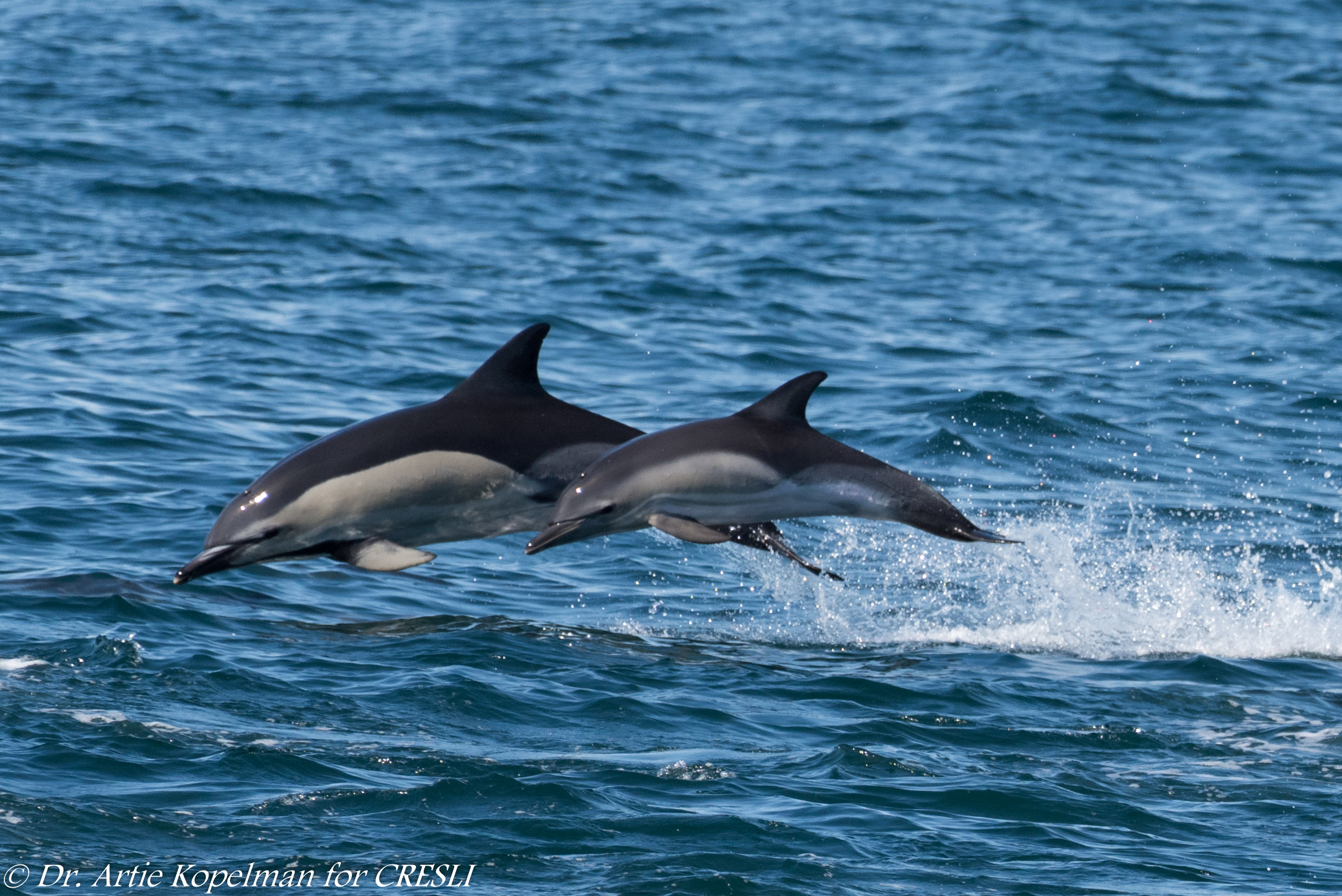 Mom and calf Short-beaked Common Dolphins