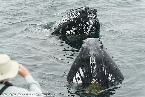 Humpback curious approach