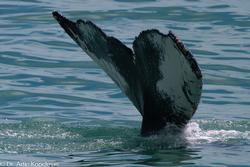 CRESLI-Viking Fleet Local  Montauk Whale Watch (Viking Star)
