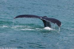 CRESLI-Viking Fleet Local  Montauk Whale Watch (Viking Star)
