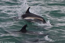 CRESLI-Viking Fleet Local  Montauk Whale Watch (Viking Star)