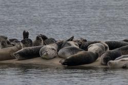 CRESLI Seal Cruise on the RV Peconic