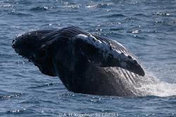 CRESLI-Viking Fleet Local  Montauk Whale Watch (Viking Starship)