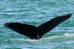 CRESLI-Viking Fleet Local  Montauk Whale Watch (Viking Starship)