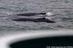 CRESLI-Viking Fleet Local  Montauk Whale Watch (Viking Star)