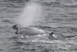 CRESLI-Viking Fleet Local  Montauk Whale Watch (Viking Star)