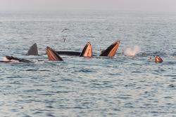 2025 Great South Channel 36 hr whale watch - 1st 