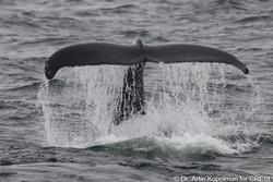 CRESLI-Viking Fleet Local  Montauk Whale Watch (Viking Starship)