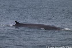 CRESLI-Viking Fleet Local  Montauk Whale Watch (Viking Star)