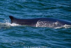 CRESLI-Viking Fleet Local  Montauk Whale Watch (Viking Star)