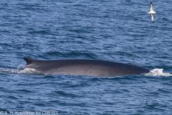 CRESLI-Viking Fleet Local  Montauk Whale Watch (Viking Star)