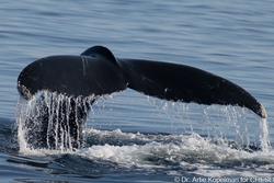 CRESLI-Viking Fleet Local  Montauk Whale Watch (Viking Star)