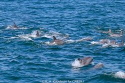 CRESLI-Viking Fleet Local  Montauk Whale Watch (Viking Starship)