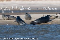 CRESLI Seal walk at Cupsogue Beach