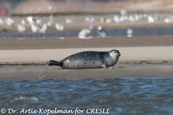 CRESLI Seal walk at Cupsogue Beach
