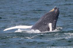 CRESLI-Viking Fleet Local  Montauk Whale Watch (Viking Star)