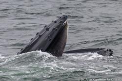 CRESLI-Viking Fleet Local  Montauk Whale Watch (Viking Starship)