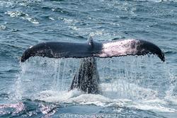 CRESLI-Viking Fleet Local  Montauk Whale Watch (Viking Star)