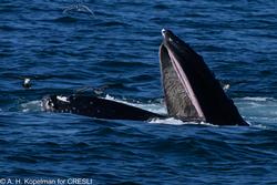 CRESLI-Viking Fleet Local  Montauk Whale Watch (Viking Starship)