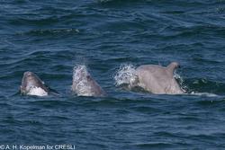 CRESLI-Viking Fleet Local  Montauk Whale Watch (Viking Star)