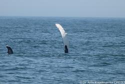 CRESLI-Viking Fleet Local  Montauk Whale Watch (Viking Starship)