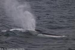 CRESLI-Viking Fleet Local  Montauk Whale Watch (Viking Starship)