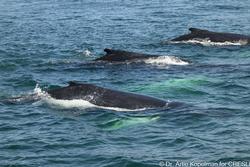 CRESLI-Viking Fleet Local  Montauk Whale Watch (Viking Star)