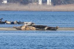 CRESLI Seal walk at Cupsogue Beach