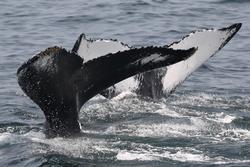 CRESLI-Viking Fleet Local  Montauk Whale Watch (Viking Starship)