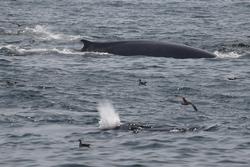 CRESLI-Viking Fleet Local  Montauk Whale Watch (Viking Starship)