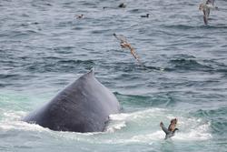 CRESLI-Viking Fleet Local  Montauk Whale Watch (Viking Star)