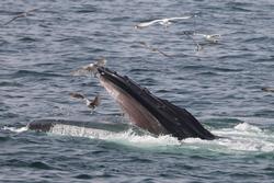CRESLI-Viking Fleet Local  Montauk Whale Watch (Viking Star)