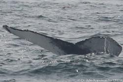 CRESLI-Viking Fleet Local  Montauk Whale Watch (Viking Starship)