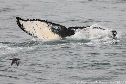 CRESLI-Viking Fleet Local  Montauk Whale Watch (Viking Starship)