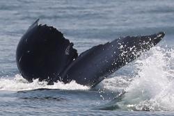 CRESLI-Viking Fleet Local  Montauk Whale Watch (Viking Starship)