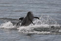 CRESLI-Viking Fleet Local  Montauk Whale Watch (Viking Star)