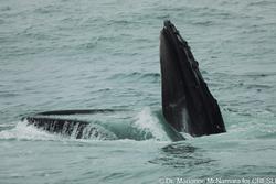 CRESLI-Viking Fleet Local  Montauk Whale Watch (Viking Star)