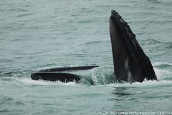 CRESLI-Viking Fleet Local  Montauk Whale Watch (Viking Star)