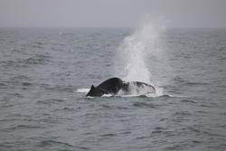 CRESLI-Viking Fleet Local  Montauk Whale Watch (Viking Starship)