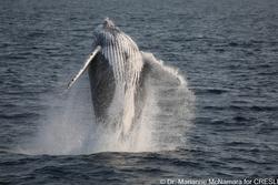 CRESLI-Viking Fleet Local  Montauk Whale Watch (Viking Starship)