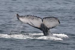 CRESLI-Viking Fleet Local  Montauk Whale Watch (Viking Starship)