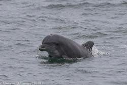 CRESLI-Viking Fleet Local  Montauk Whale Watch (Viking Star)