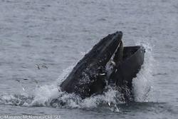 CRESLI-Viking Fleet Local  Montauk Whale Watch (Viking Starship)