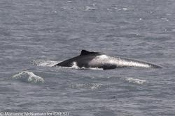 CRESLI-Viking Fleet Local  Montauk Whale Watch (Viking Star)