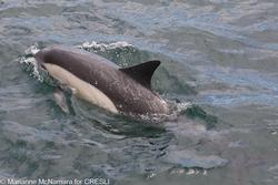 CRESLI-Viking Fleet Local  Montauk Whale Watch (Viking Star)