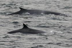 CRESLI-Viking Fleet Local  Montauk Whale Watch (Viking Starship)