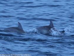 CRESLI-Viking Fleet Local  Montauk Whale Watch (Viking Starship)