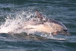 CRESLI-Viking Fleet Local  Montauk Whale Watch (Viking Starship)