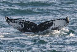 CRESLI-Viking Fleet Local  Montauk Whale Watch (Viking Starship)