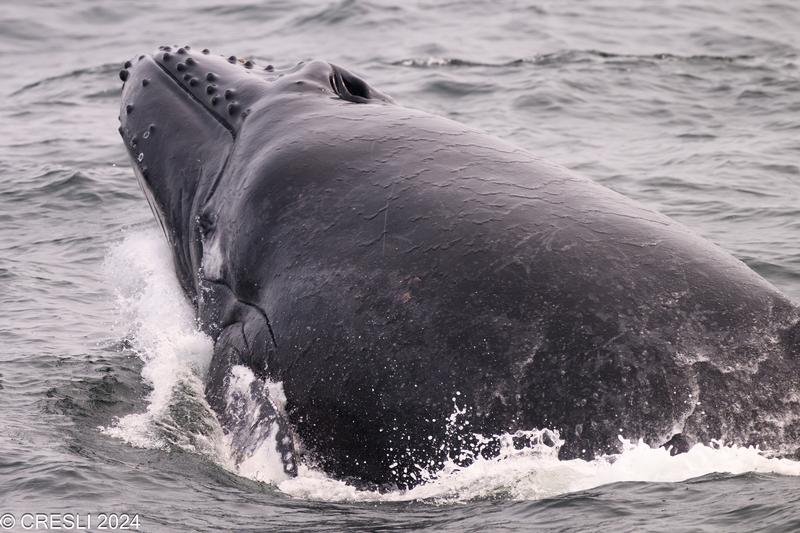 CRESLI Humpback calf Adoption Package